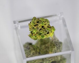 New 2023 Marijuana Study Shows 'Sustained' Health Improvements